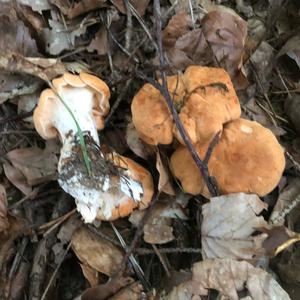 Hedgehog Fungus, Common