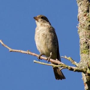 Red-backed Shrike