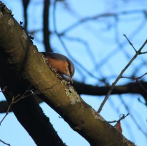 Wood Nuthatch