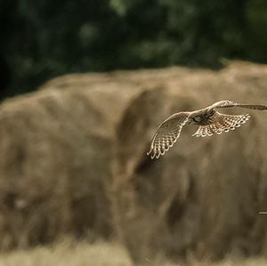 Common Kestrel