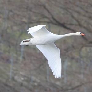 Mute Swan