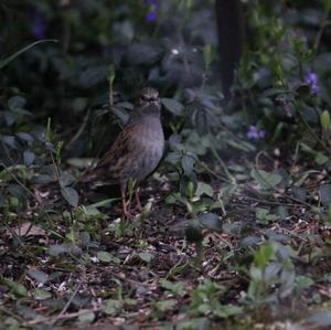 Hedge Accentor