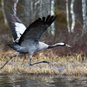 Common Crane