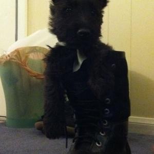 Scottish Terrier