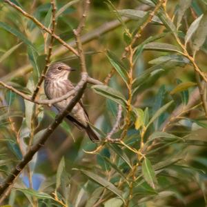 Spotted Flycatcher