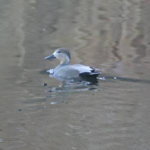 Gadwall