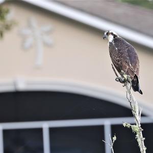 Osprey