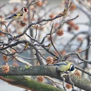 European Goldfinch