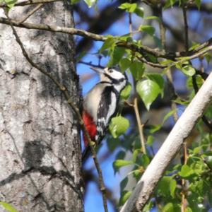 Great Spotted Woodpecker