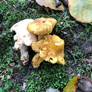 Chanterelle, Common