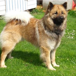 Eurasier