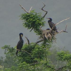 Great Cormorant