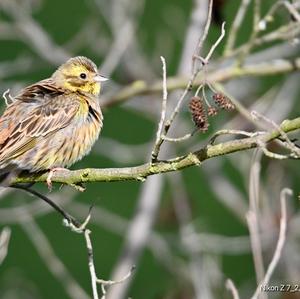 Yellowhammer