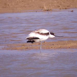 Pied Avocet