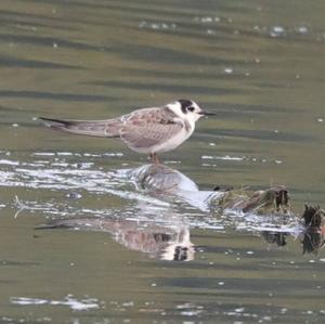 Black Tern