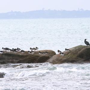 Eurasian Oystercatcher