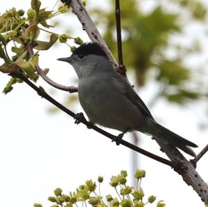 Blackcap