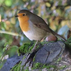 European Robin