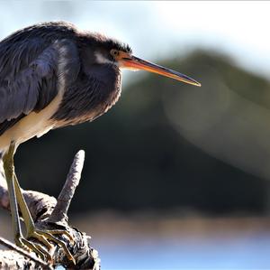 Little Blue Heron