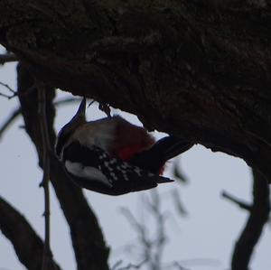 Great Spotted Woodpecker