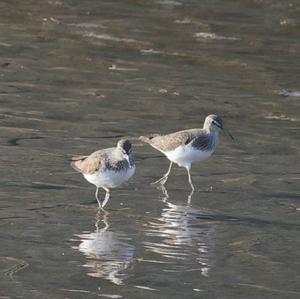 Waldwasserläufer