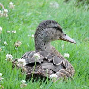 Mallard