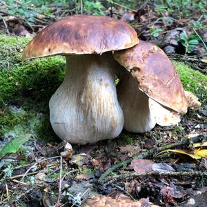 King Bolete