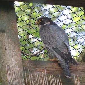 Peregrine Falcon