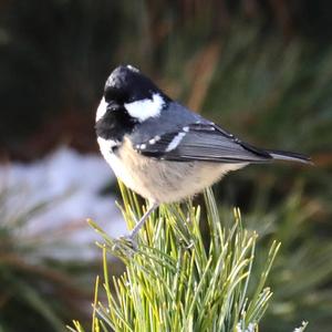 Coal Tit