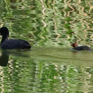 Common Coot