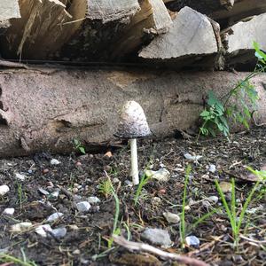 Shaggy Mane