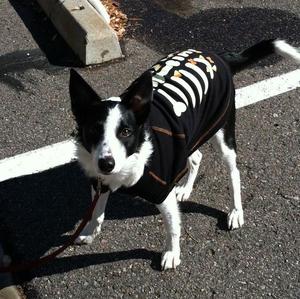 Border Collie