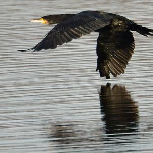 Great Cormorant