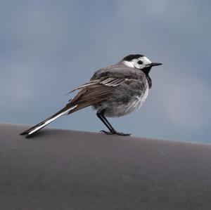 White Wagtail