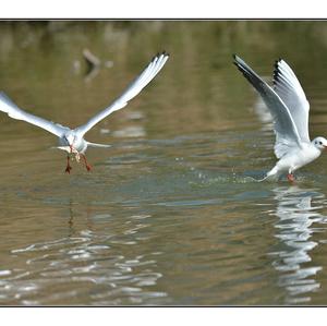 Black-headed Gull