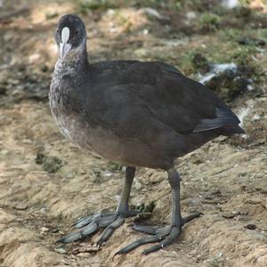 Common Coot