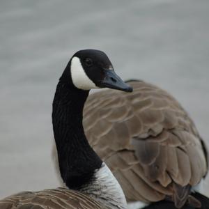 Canada Goose