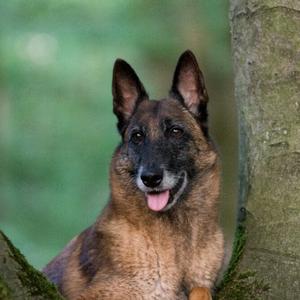 Belgian Malinois