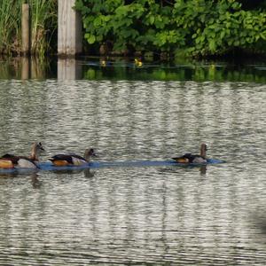 Egyptian Goose