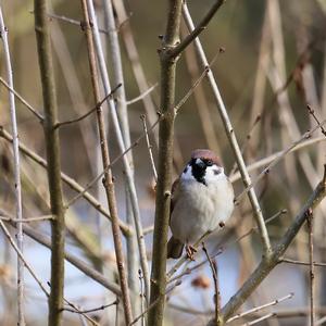 Eurasian Tree Sparrow