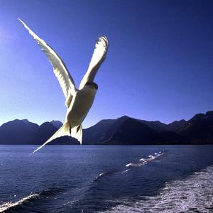 Arctic Tern