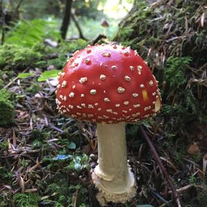 Fly Agaric