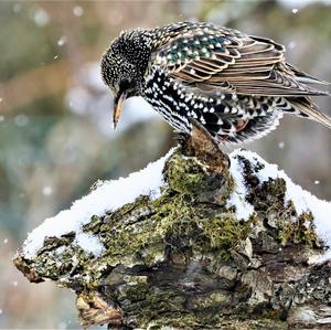 Common Starling