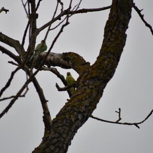 Rose-ringed Parakeet