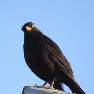 Eurasian Blackbird