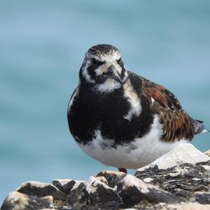 Ruddy Turnstone