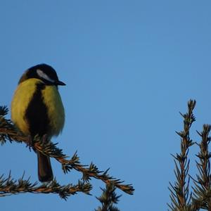 Great Tit