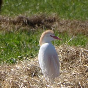 Cattle Egret