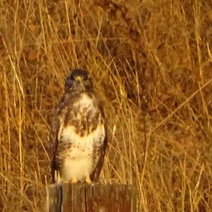 Common Buzzard