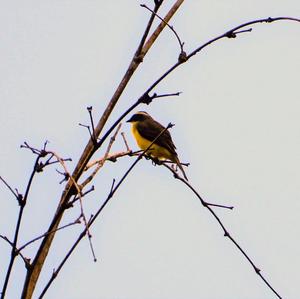 Social Flycatcher